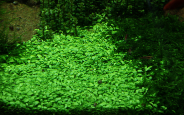 Glossostigma elatinoides 1-2-Grow!